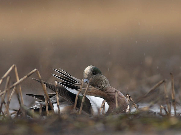 Amerikanhaapana, American Wigeon, Anas americana